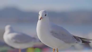 云南昆明海埂大坝海鸥近景海鸟视频的预览图
